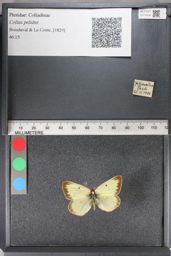 Media type: image;   Entomology 119598